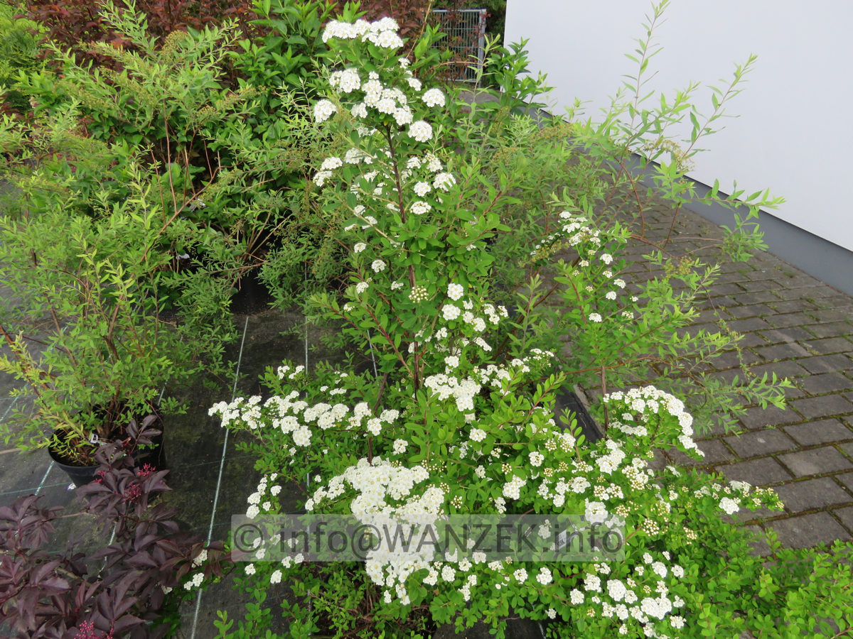 Spiraea nipponica Snowmound 01.JPG